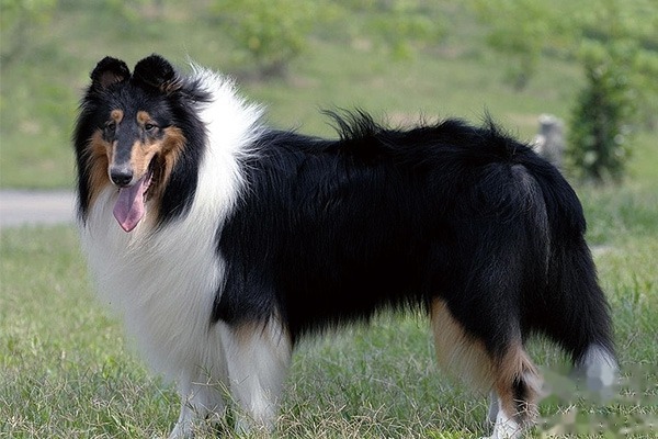 苏格兰牧羊犬母狗