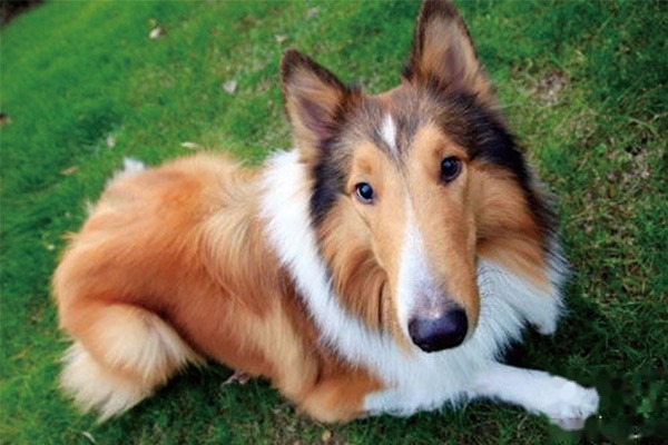 苏格兰牧羊犬训练方法