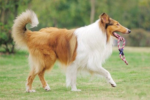 苏格兰牧羊犬训练方法