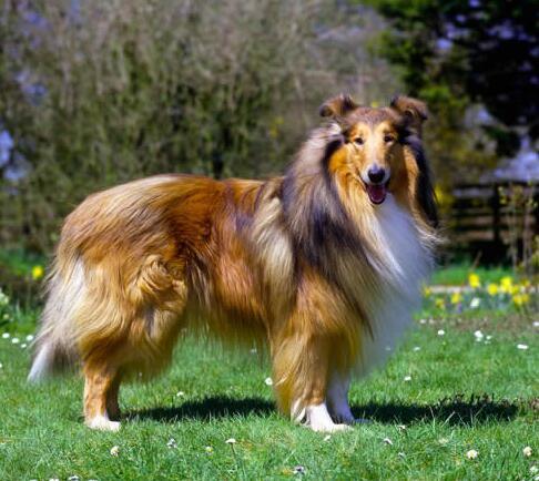 苏格兰牧羊犬