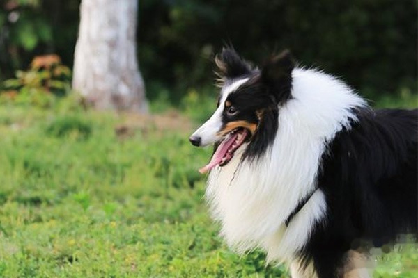 喜乐蒂犬