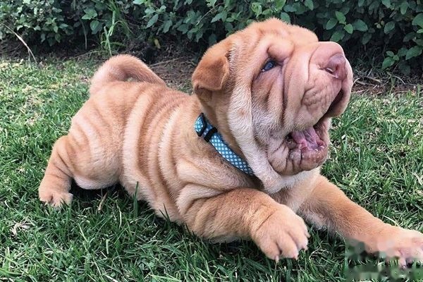 沙皮幼犬