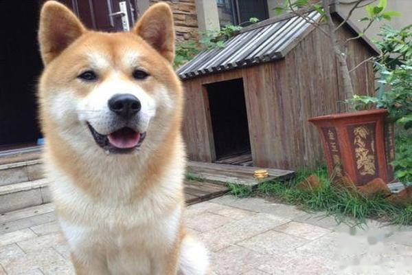秋田犬严重掉毛如何办？