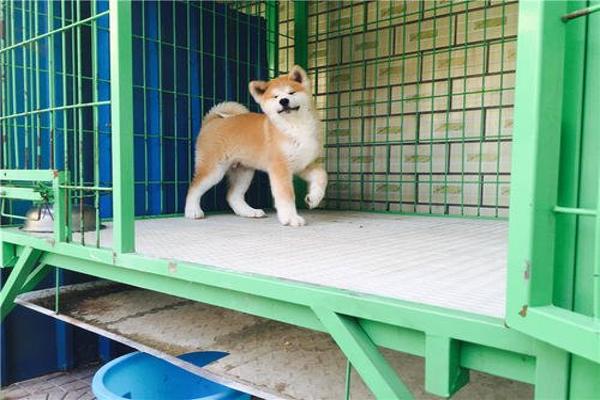 What to do if an Akita is afraid of heat