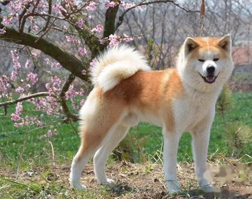 秋田犬幼犬