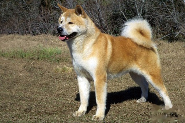 秋田犬