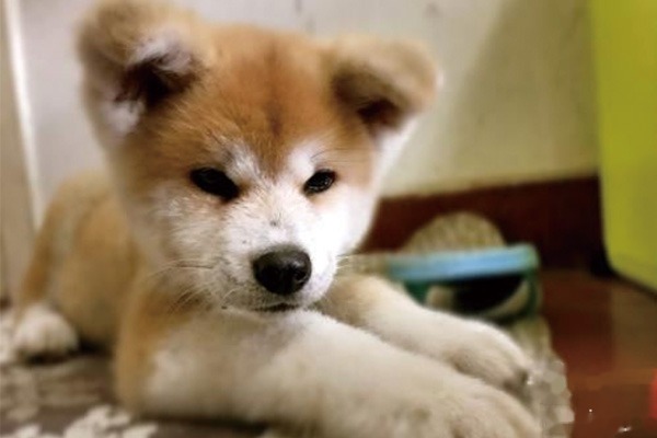 秋田犬发烧