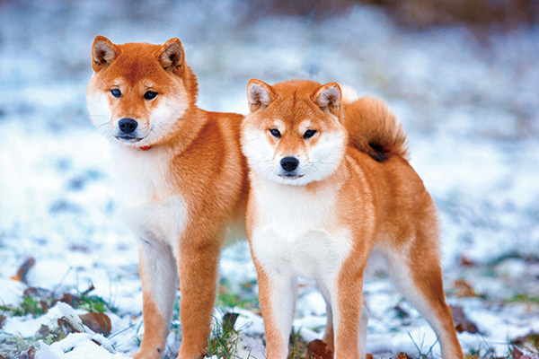 柴犬