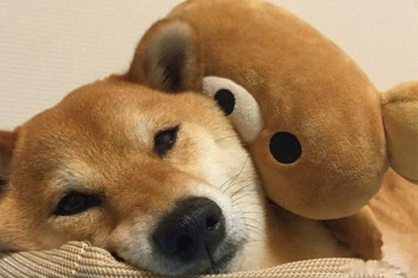 柴犬训练方法