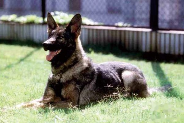 昆明犬