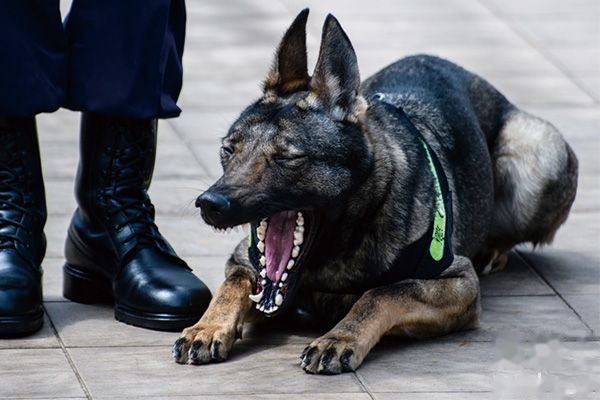 昆明犬训练