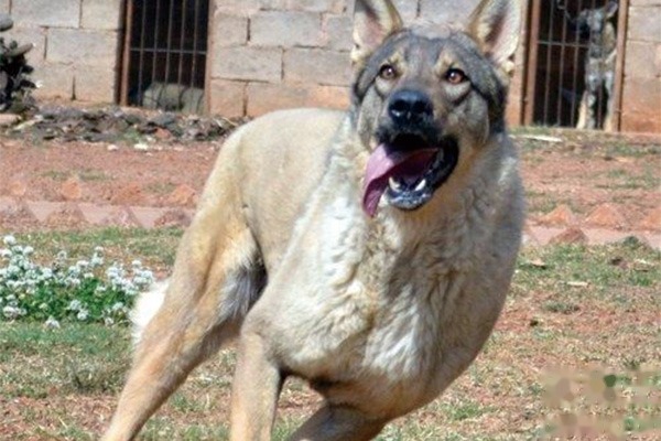 昆明犬感冒