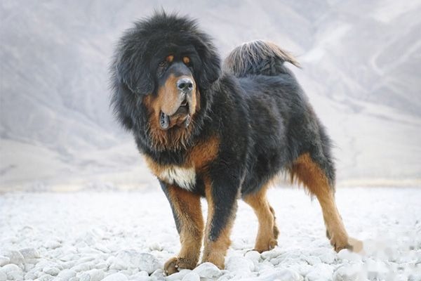 藏獒健康