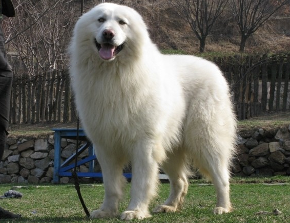 大白熊犬