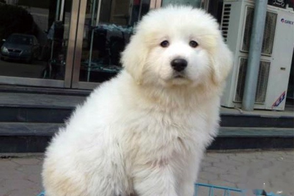大白熊犬训练