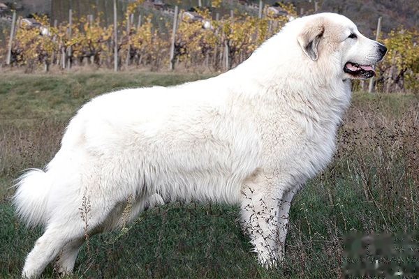 大白熊犬