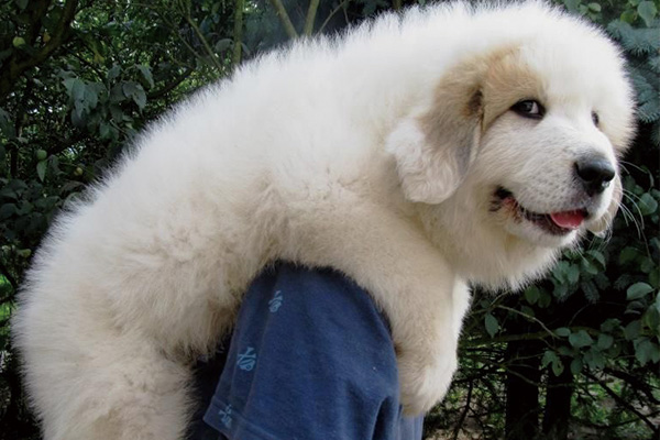 大白熊幼犬