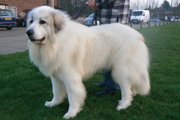 大白熊犬易患皮肤病