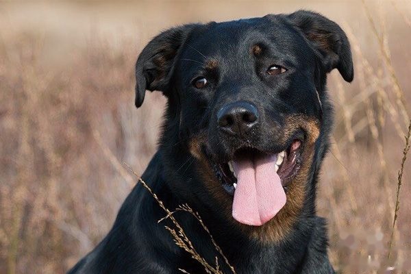 罗威纳犬的优点和缺点