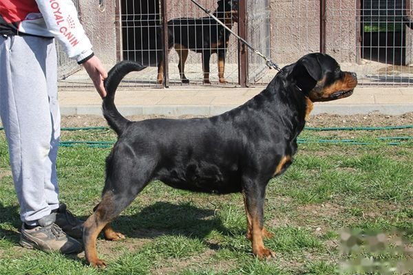 罗威纳犬的优点和缺点