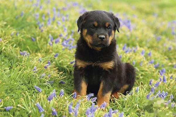 罗威纳犬的优点和缺点