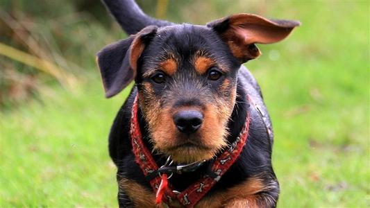 杜宾犬