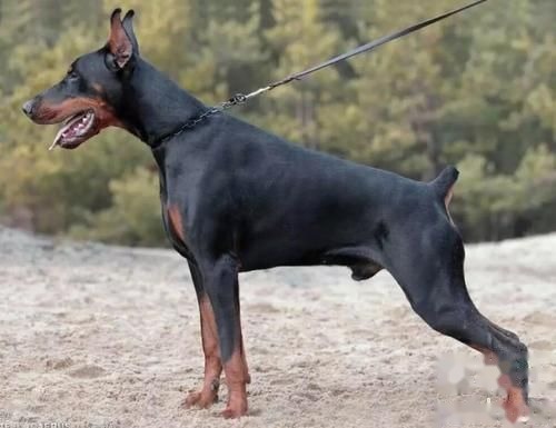 杜宾犬