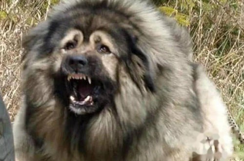高加索犬