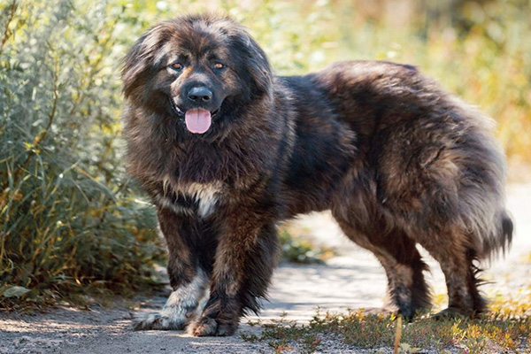 高加索犬饲养