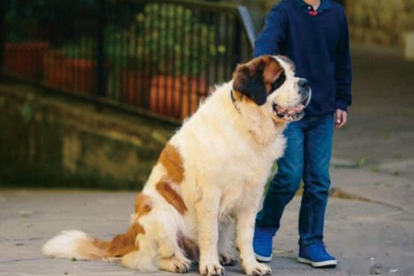 圣伯纳犬