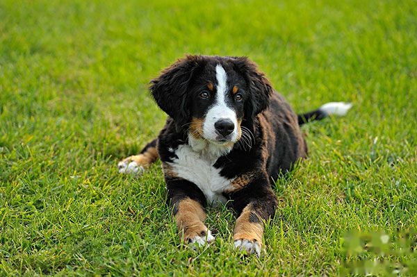 伯恩山犬