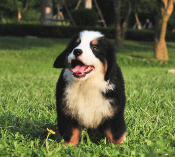 伯恩山犬