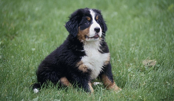 伯恩山犬