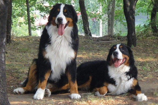 伯恩山犬训练方法