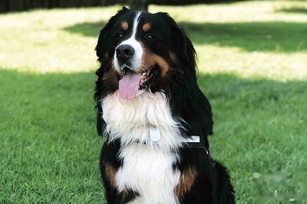伯恩山犬