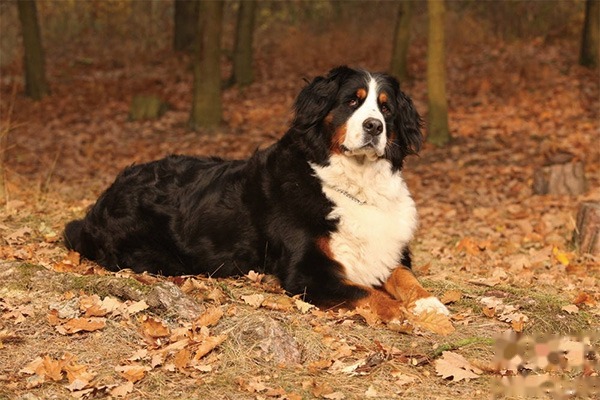 伯恩山犬