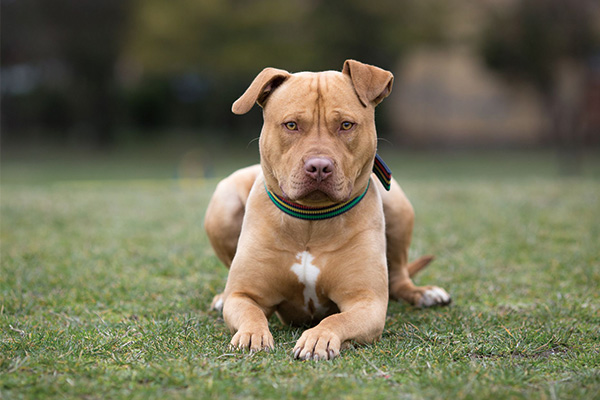 比特犬性格