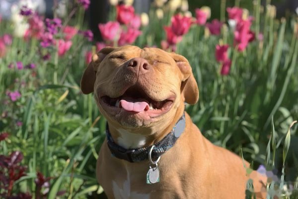 比特犬训练方法