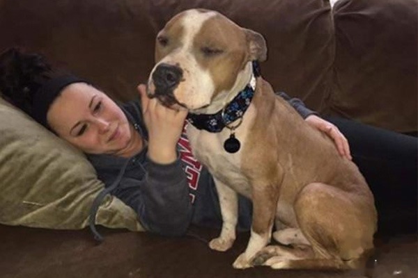 比特犬训练方法大全