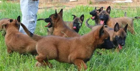 马犬