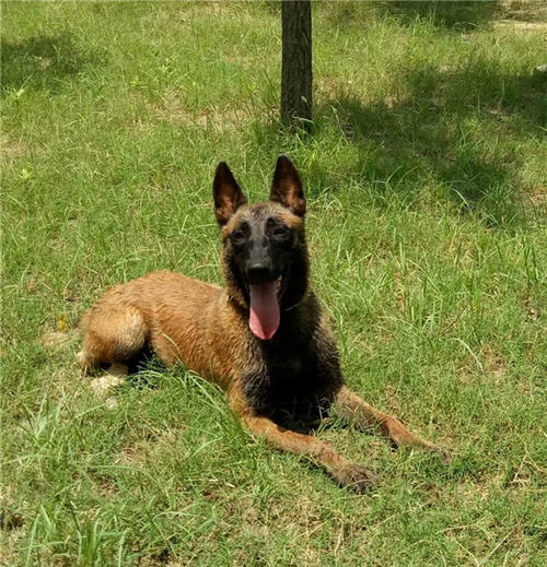 马犬