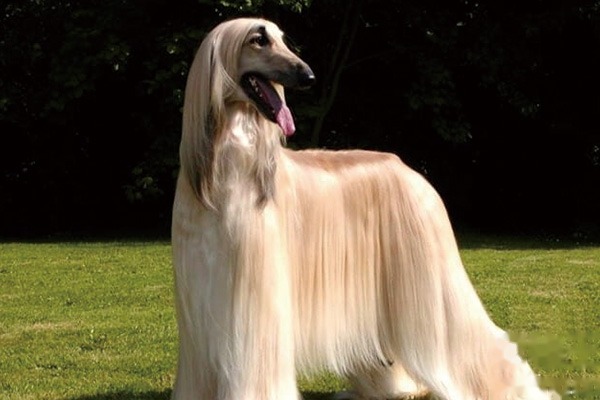 Reasons the Afghan Hound is restricted