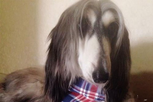 What are the symptoms of a cold in an Afghan Hound