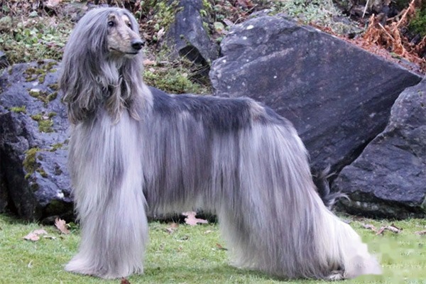 Common Afghan Hound diseases