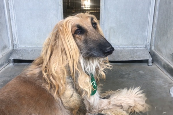 Afghan Hound