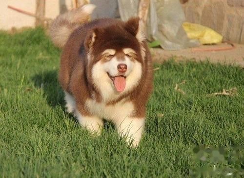 What Are the Benefits of Raising an Alaskan Malamute? What Problems Should You Pay Attention to When Keeping One?