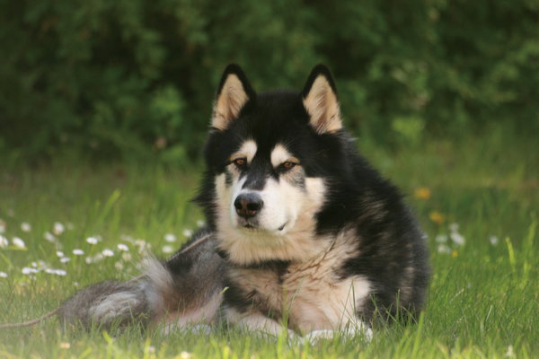What Diseases Are Alaskan Malamutes Prone to? An Introduction to Common Illnesses in Alaskan Malamutes