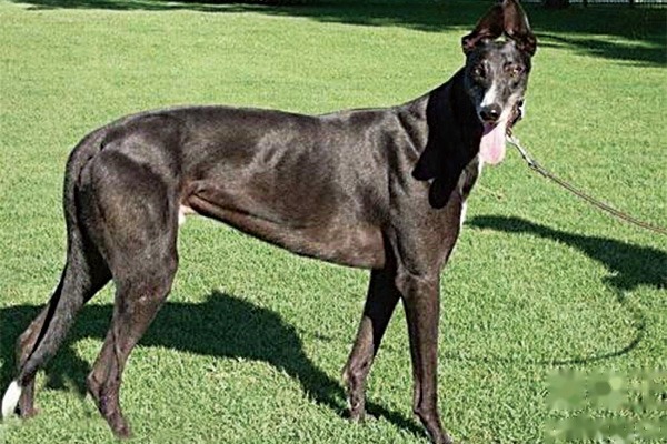 How Do You Treat a Greyhound's Fever? What Are the Symptoms?
