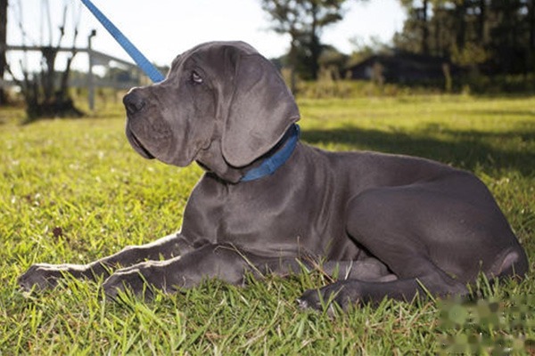What Conditions Are Needed to Raise a Great Dane? Important Care Precautions