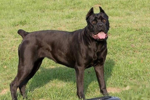 What Should You Pay Attention to When Raising a Cane Corso? Cane Corso Care Tips